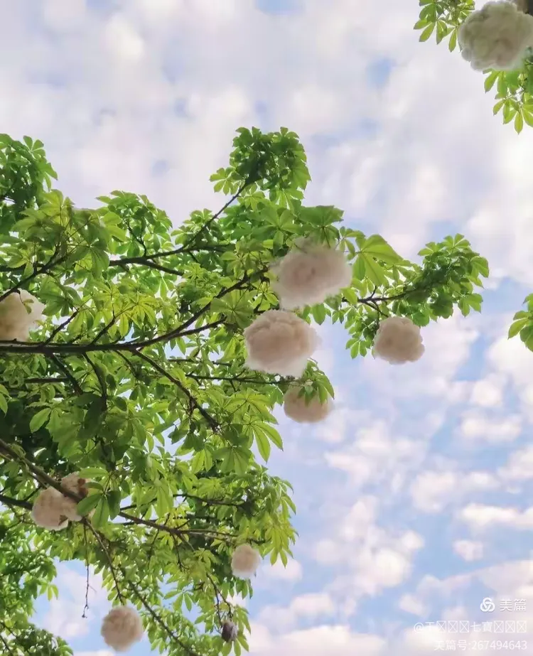 木棉花絮满天飞